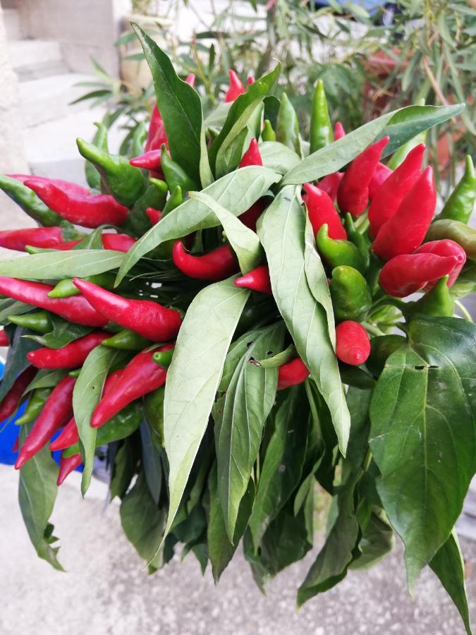 Villa Santa Elena B&B - Country Home Holiday ซาลา คอนซิลินา ภายนอก รูปภาพ
